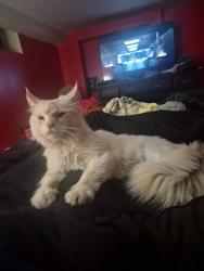 Lost Male Cat last seen Brown and Nissen, Curtice, OH 43412