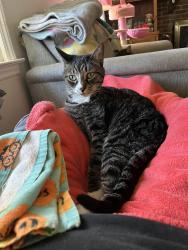 Lost Female Cat last seen Albemarle &Harrisburg, Charlotte, NC 28227