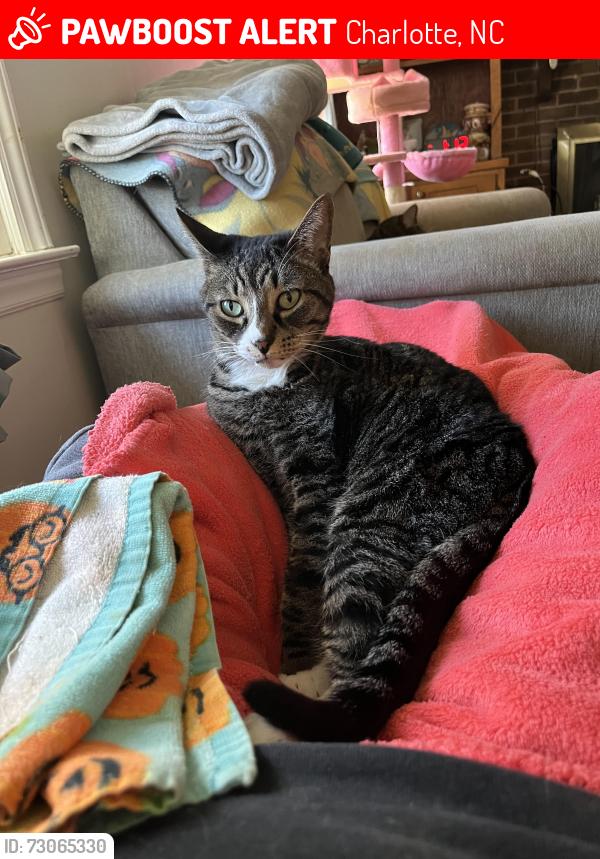 Lost Female Cat last seen Albemarle &Harrisburg, Charlotte, NC 28227