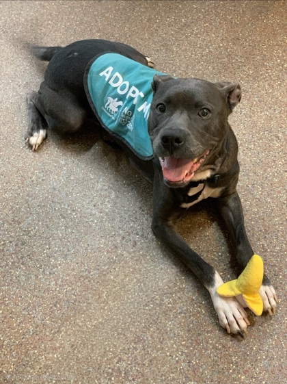Shelter Stray Female Dog last seen Fairchild Street and Benefit Focus Way, City of Charleston, SC, 2455 Remount Rd, North Charleston, SC 29406, USA