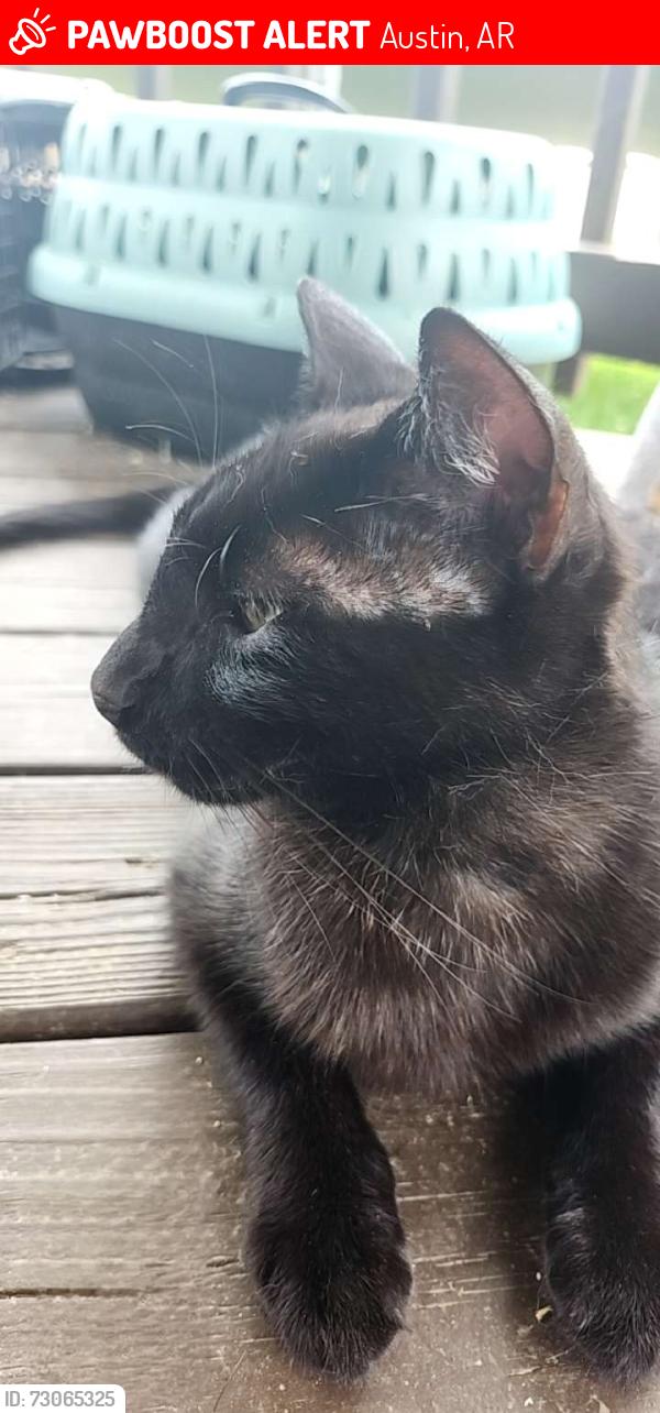 Lost Male Cat last seen Peach street, Austin, AR 72007
