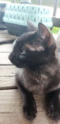 Lost Male Cat last seen Peach street, Austin, AR 72007