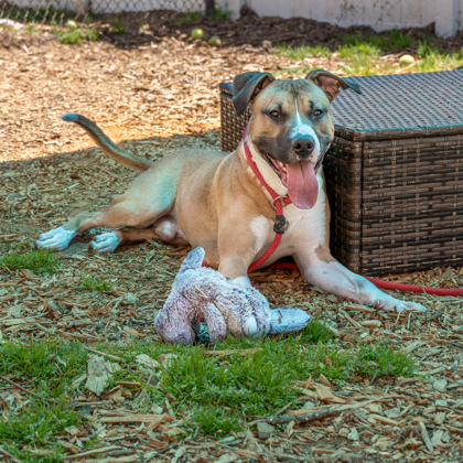 Shelter Stray Male Dog last seen Near Glenwood Rd Decatur, 30032,, 30032, GA, 3280 Chamblee Dunwoody Rd, Chamblee, GA 30341, USA