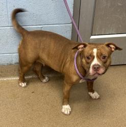 Shelter Stray Female Dog last seen Near Glenwood Rd, 30032, GA, 3280 Chamblee Dunwoody Rd, Chamblee, GA 30341, USA