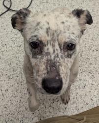 Shelter Stray Female Dog last seen Near Victory Drive SW, Atlanta, GA, 30310, Atlanta, GA, 1251 Fulton Industrial Blvd NW, Atlanta, GA 30336, USA