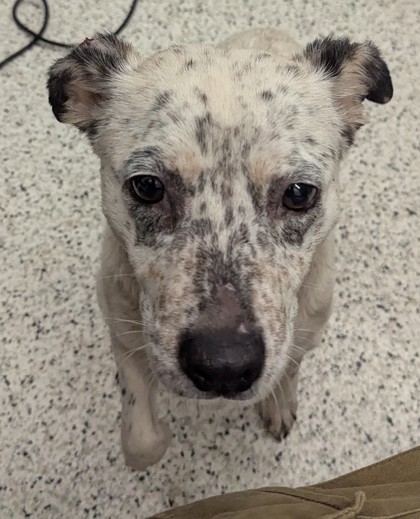 Shelter Stray Female Dog last seen Near Victory Drive SW, Atlanta, GA, 30310, Atlanta, GA, 1251 Fulton Industrial Blvd NW, Atlanta, GA 30336, USA