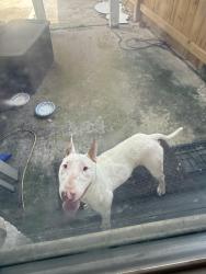Found/Stray Male Dog last seen Blackhawk and Sageaspen Ln, Houston, TX 77089