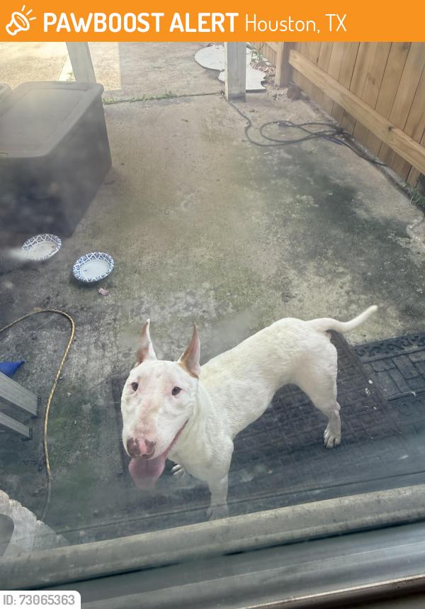 Found/Stray Male Dog last seen Blackhawk and Sageaspen Ln, Houston, TX 77089