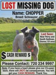 Lost Male Dog last seen S Quitman St Denver CO 80219, Denver, CO 80219
