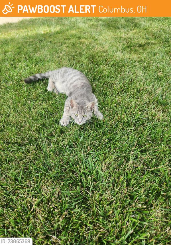 Found/Stray Unknown Cat last seen Alton Darby, Columbus, OH 43119