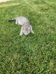 Found/Stray Unknown Cat last seen Alton Darby, Columbus, OH 43119