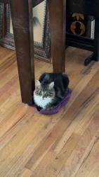 Lost Male Cat last seen Overland & Maple Grove, Boise, ID 83709