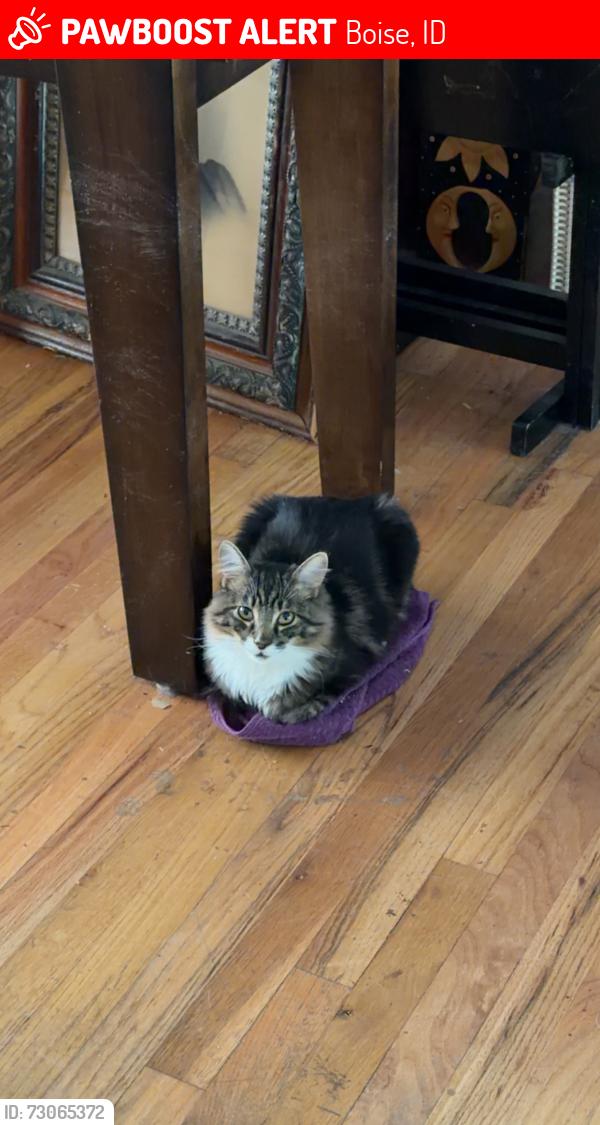 Lost Male Cat last seen Overland & Maple Grove, Boise, ID 83709