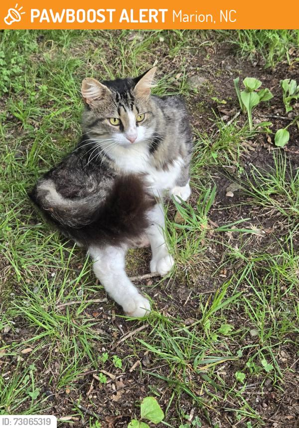 Found/Stray Unknown Cat last seen Airport Rd, Marion NC, Marion, NC 28752