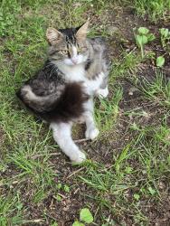 Found/Stray Unknown Cat last seen Airport Rd, Marion NC, Marion, NC 28752