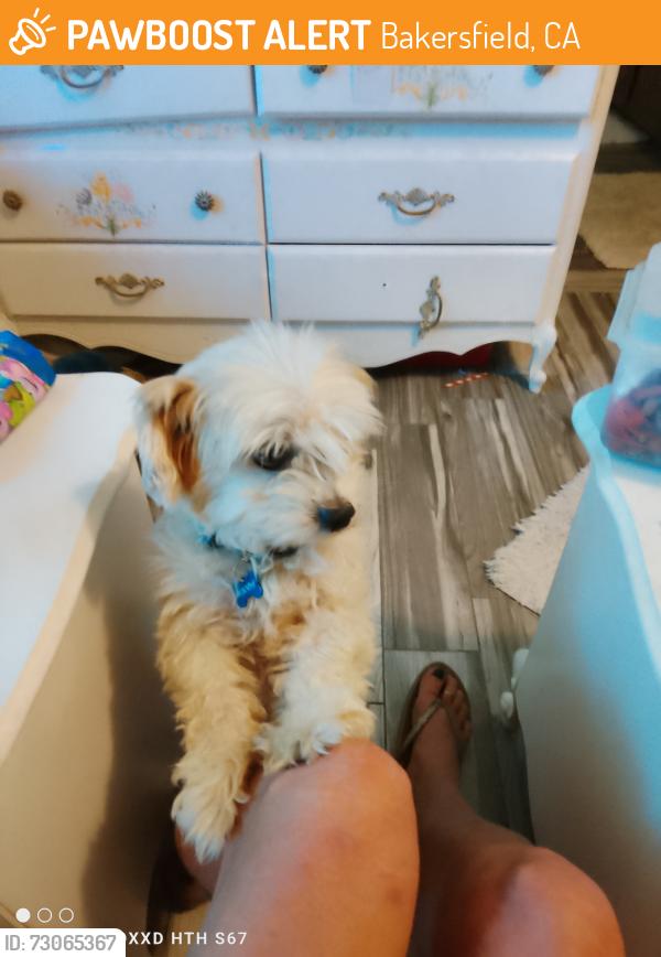 Found/Stray Male Dog last seen Ming ave by wilson, Bakersfield, CA 93301