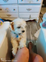 Found/Stray Male Dog last seen Ming ave by wilson, Bakersfield, CA 93301