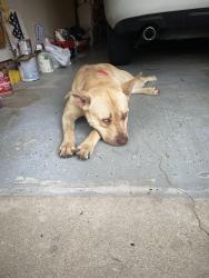 Found/Stray Male Dog last seen Prestige Blvd, Fayetteville, NC 28314
