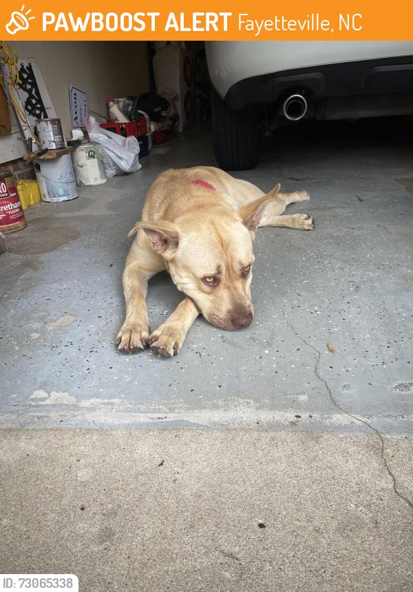Found/Stray Male Dog last seen Prestige Blvd, Fayetteville, NC 28314