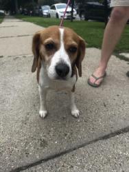 Reunited Female Dog last seen Long and fletcher , Chicago, IL 60641
