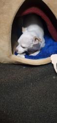Reunited Male Dog last seen Kensington Townhouse , Tumwater, WA 98512