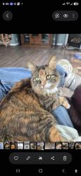 Lost Female Cat last seen Aberdeen court and Seymour road, Flushing, MI 48433