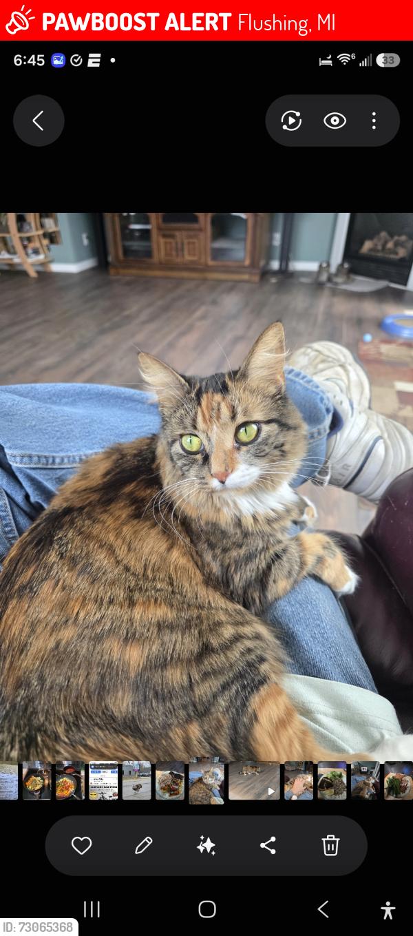 Lost Female Cat last seen Aberdeen court and Seymour road, Flushing, MI 48433