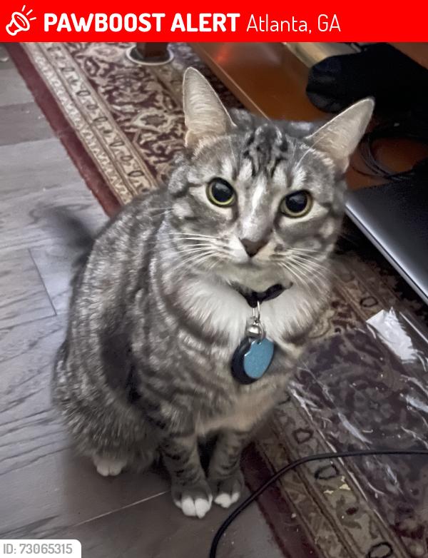 Lost Female Cat last seen Shady Valley and Buford Hwy., Atlanta, GA 30324