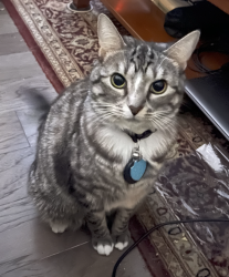 Lost Female Cat last seen Shady Valley and Buford Hwy., Atlanta, GA 30324