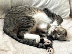 Reunited Female Cat last seen 8th and T street Southside park area, Sacramento, CA 95818