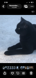 Lost Male Cat last seen Lake Tarpon, Tarpon Springs, FL 34689