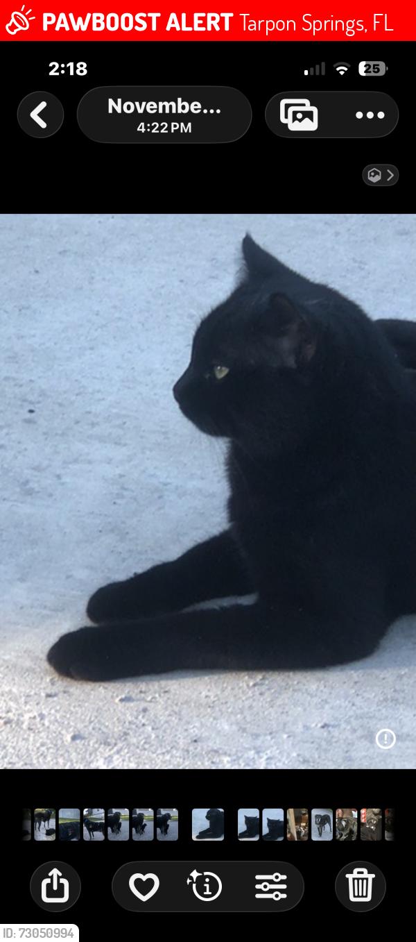 Lost Male Cat last seen Lake Tarpon, Tarpon Springs, FL 34689