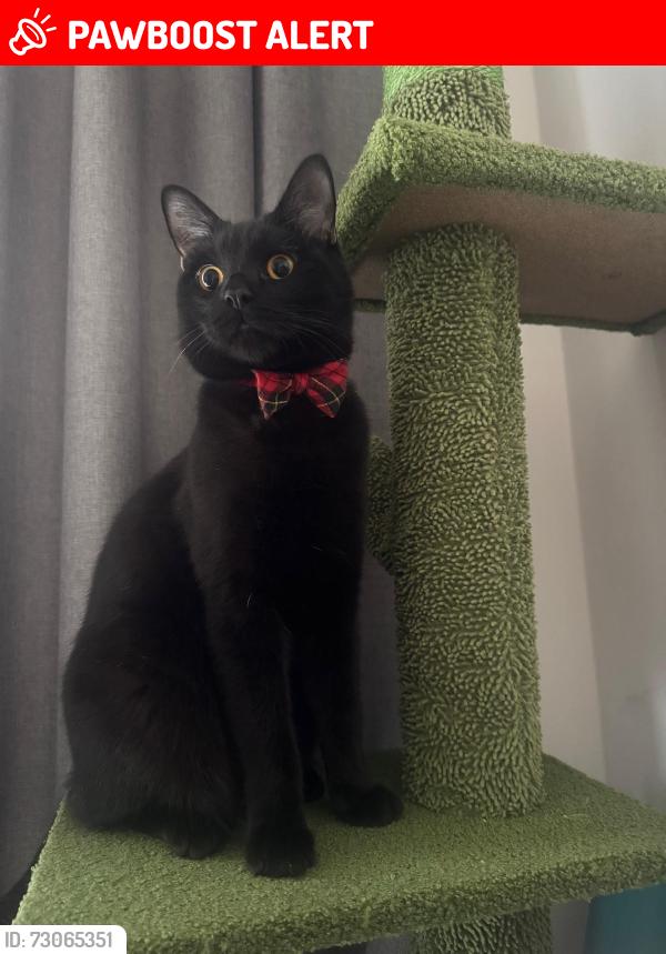 Lost Male Cat last seen Peckham library , Greater London, England SE15 5SE