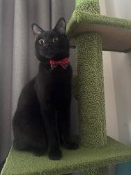 Lost Male Cat last seen Peckham library , Greater London, England SE15 5SE
