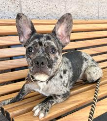 Shelter Stray Female Dog last seen GS found dog on the side of the road in a crate., OAKLAND, CA, 94605, 8323 Baldwin St, Oakland, CA 94621, USA