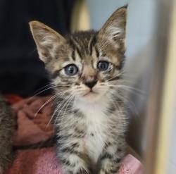 Shelter Stray Male Cat last seen Near Baldwin Street, OAKLAND, CA, 94621, 8323 Baldwin St, Oakland, CA 94621, USA