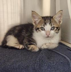 Shelter Stray Male Cat last seen Near Baldwin Street, OAKLAND, CA, 94621, 8323 Baldwin St, Oakland, CA 94621, USA