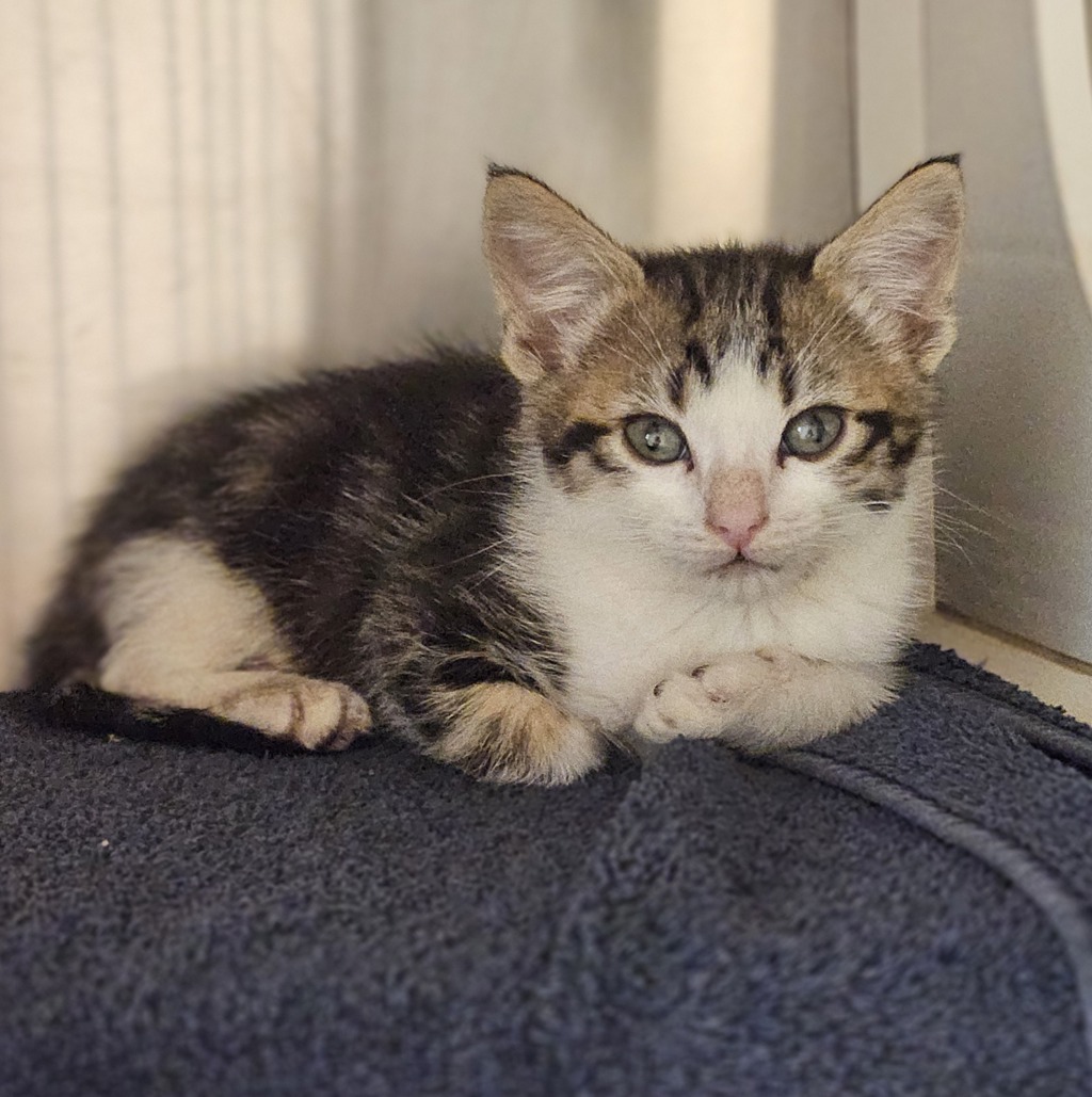 Shelter Stray Male Cat last seen Near Baldwin Street, OAKLAND, CA, 94621, 8323 Baldwin St, Oakland, CA 94621, USA