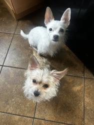 Reunited Female Dog last seen Near S Kostner Ave, Chicago, IL 60652, USA, Chicago, IL 60652