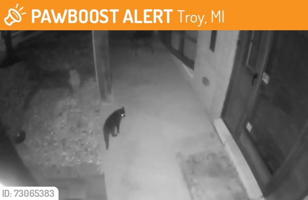 Found/Stray Unknown Cat last seen W Wattles and Coolidge Hwy, Troy, MI, Troy, MI 48084
