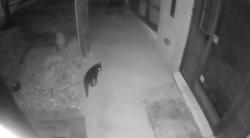 Found/Stray Unknown Cat last seen W Wattles and Coolidge Hwy, Troy, MI, Troy, MI 48084