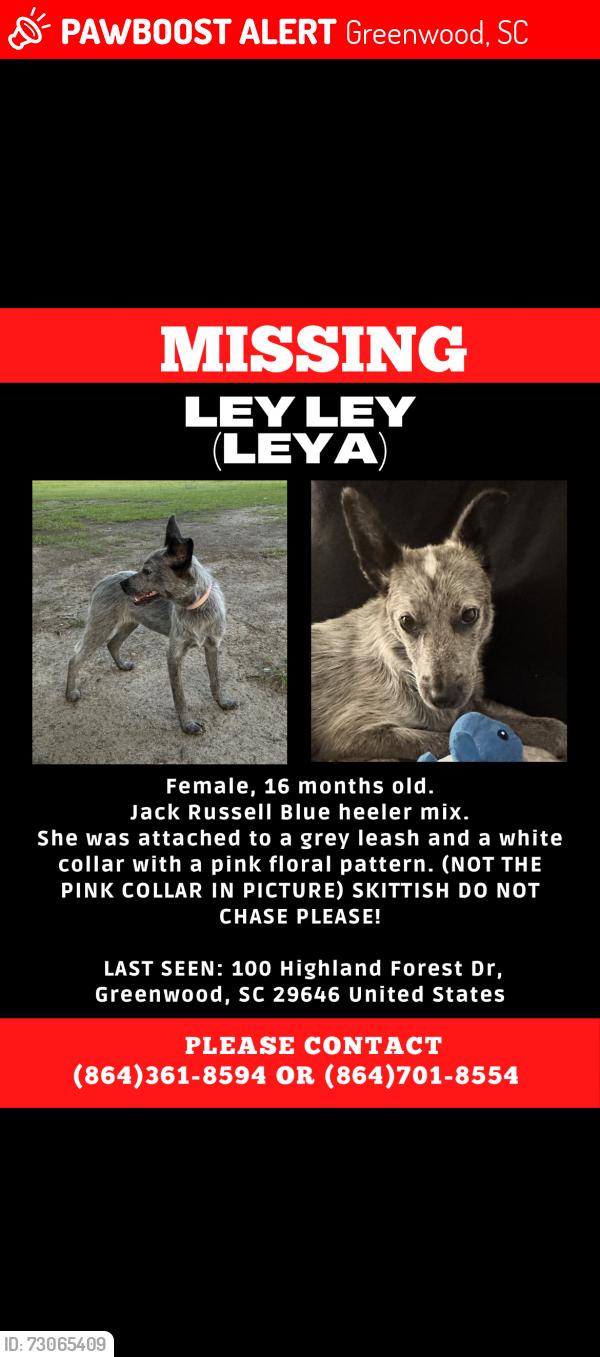 Lost Female Dog last seen Cindy’s Restaurant, Greenwood, SC 29646
