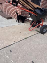 Found/Stray Unknown Cat last seen Greenwich and South Second Street Philadelphia, Philadelphia, PA 19147