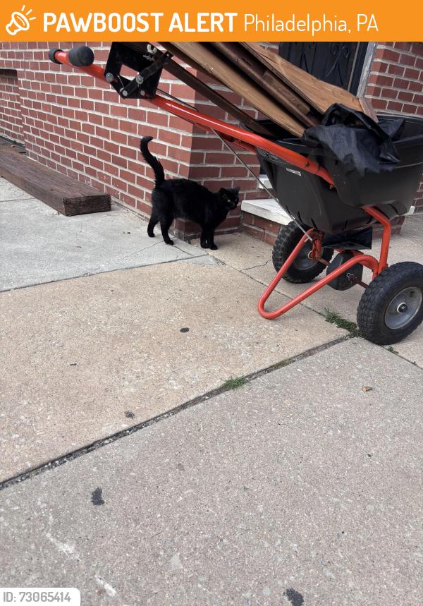 Found/Stray Unknown Cat last seen Greenwich and South Second Street Philadelphia, Philadelphia, PA 19147