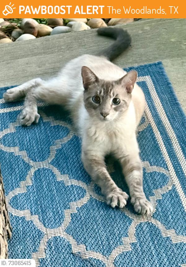 Found/Stray Unknown Cat last seen Creekside and canoe bend, The Woodlands, TX 77389