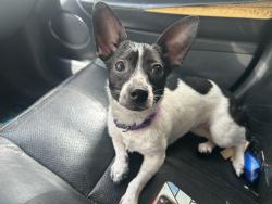 Found/Stray Female Dog last seen Echles st, Memphis, TN 38111