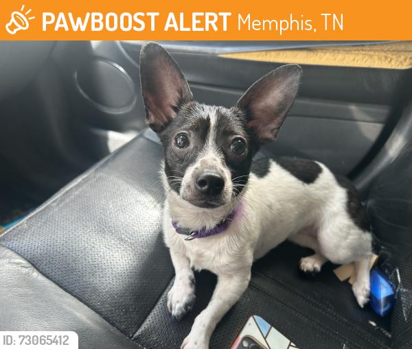 Found/Stray Female Dog last seen Echles st, Memphis, TN 38111