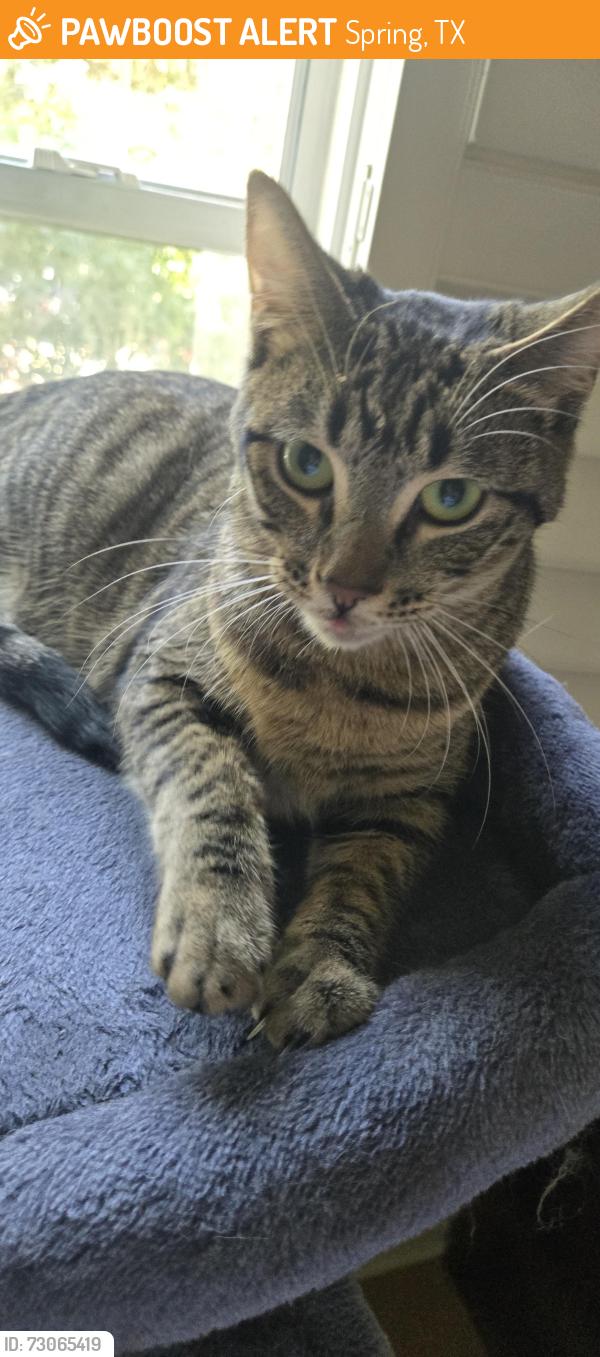Found/Stray Female Cat last seen Cypresswood Landing, Spring, TX 77373