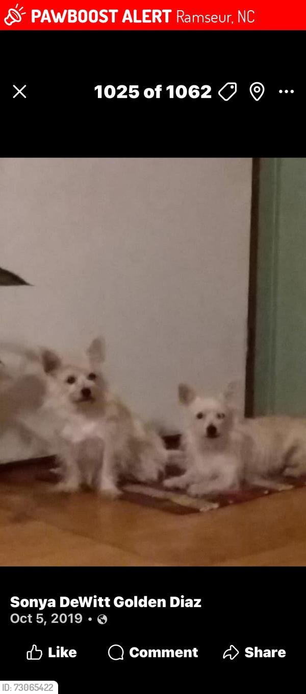 Lost Female Dog last seen Brooklyn/Roundleaf Rd Ramseur, Ramseur, NC 27316
