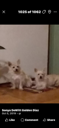 Lost Female Dog last seen Brooklyn/Roundleaf Rd Ramseur, Ramseur, NC 27316